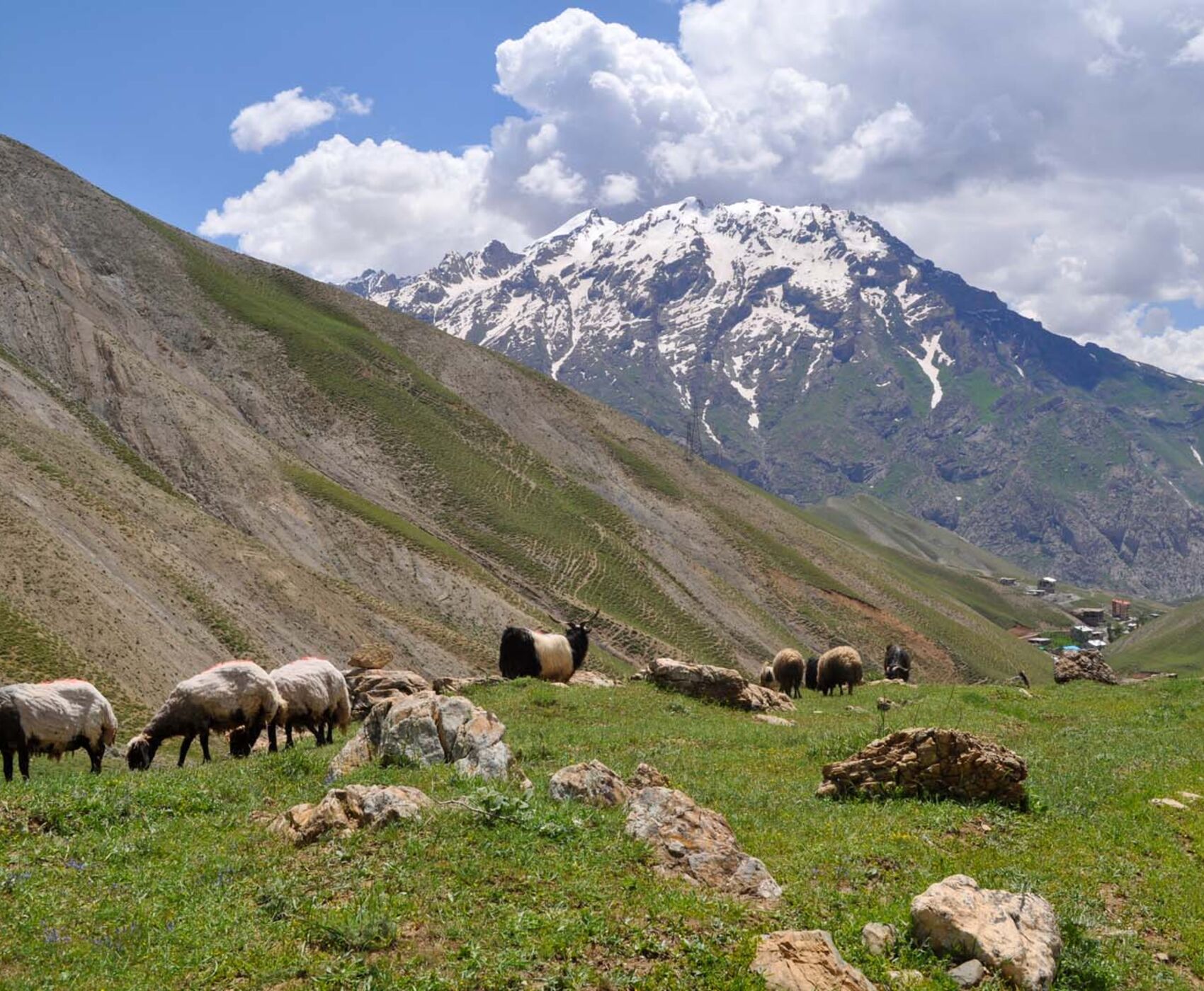 UÇAKLI VAN BAŞKALE YÜKSEKOVA HAKKARİ ŞIRNAK CİZRE DİYARBAKIR