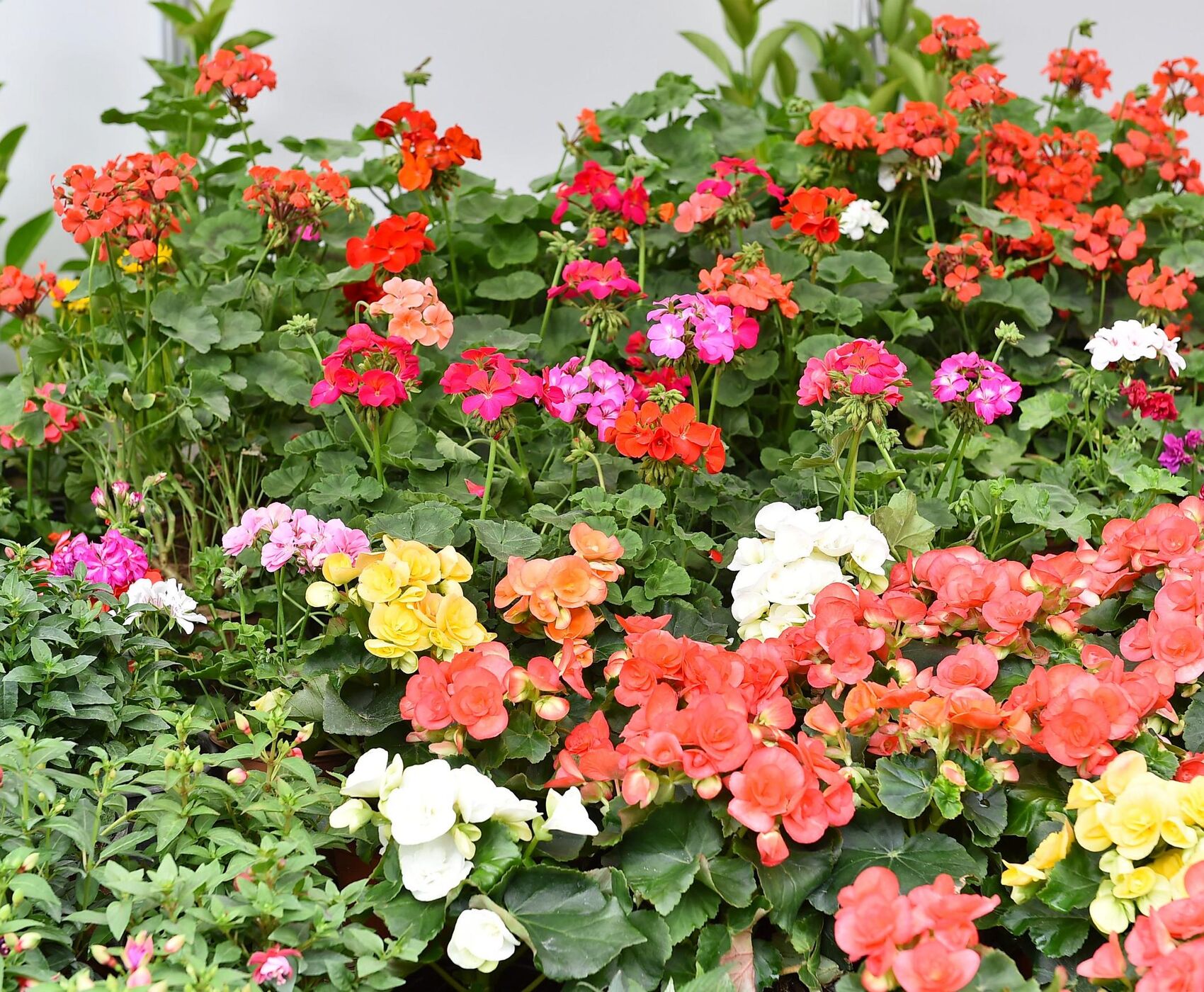 BAYINDIR ÇİÇEK FESTİVALİ