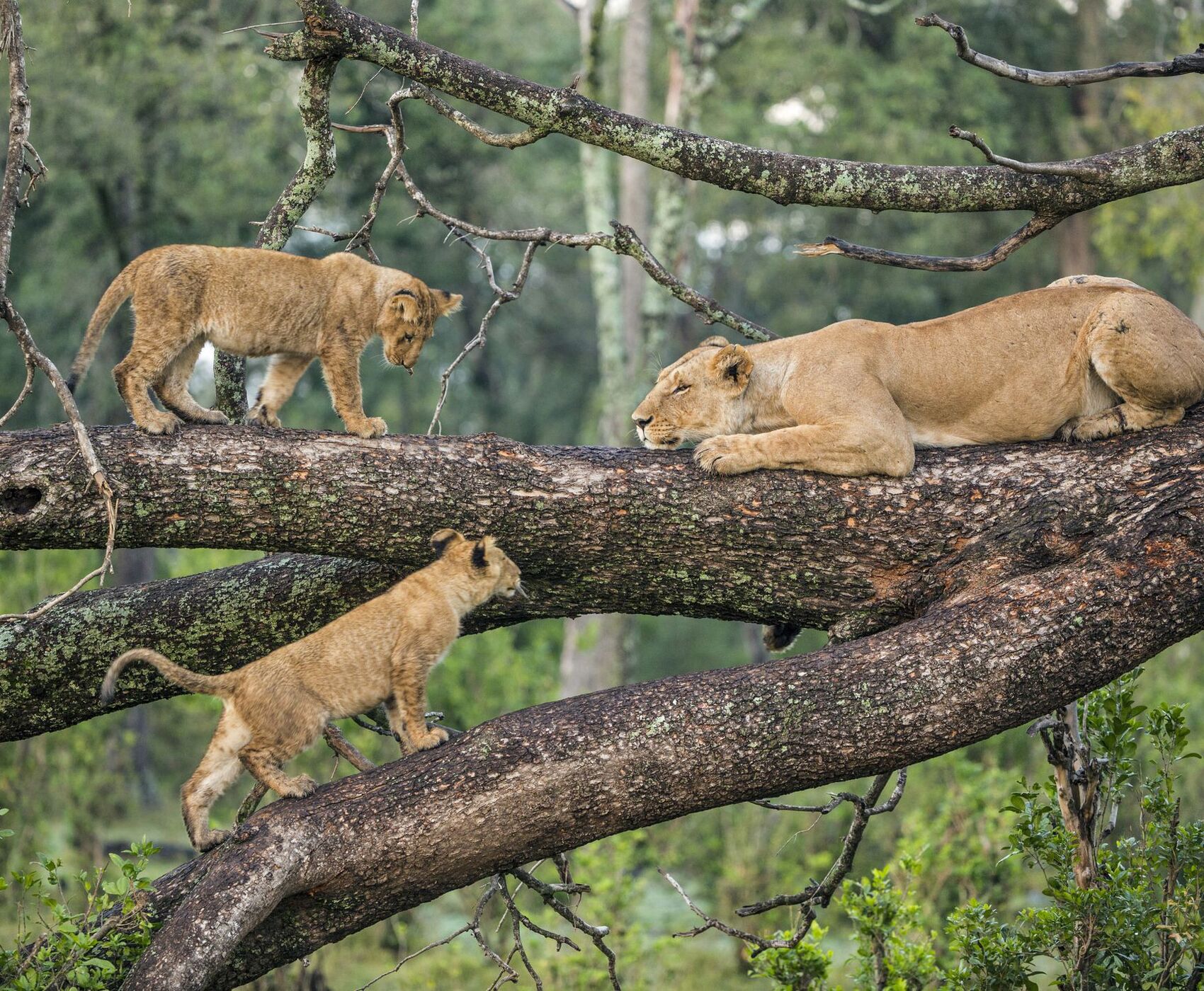 ANTALYA DAN İSTANBUL AKTARMALI TANZANYA & ZANZİBAR