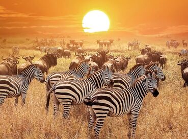Elegant Güney Afrika Turu - Türk Havayolları ile 
