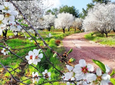 DATÇA  BADEM ÇİÇEĞİ FESTİVALİ