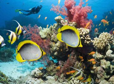 Sharm El Sheıkh Turu Kızıldeniz Rotası (3 Gece)