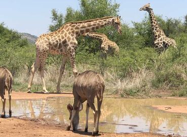 Güney Afrika Safari Turu Rotası