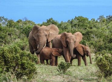Güney Afrika Serüveni Türk Hava Yolları ile 6 Gece CPT - JNB 2026 Dönemi