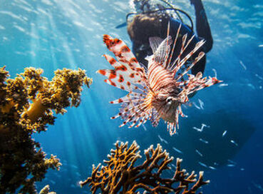  SHARM EL SHEIKH KAHİRE ( MISIR TURU ) 3 GECE 