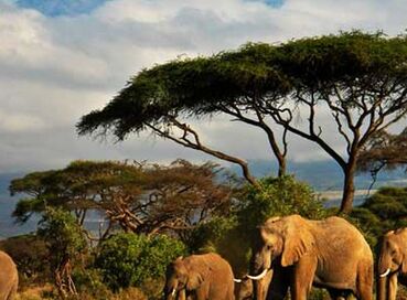 Dolu Dolu Kenya Safari Turu Rotası