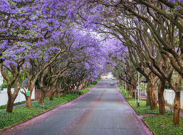 Görkemli Güney Afrika ve Safari 7 Gece - THY ile 23 Mayıs (Kurban Bayramı Özel) (CPT - JNB) AT099