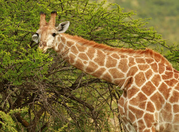 Görkemli Güney Afrika ve Safari 7 Gece - THY ile 19 Mart (Ramazan Bayramı Özel) (CPT - JNB) AT098