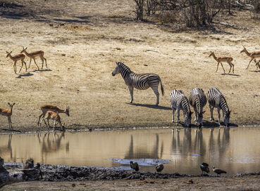Görkemli Güney Afrika ve Safari 7 Gece - THY ile 17 Ocak (Sömestr Özel) (CPT - JNB) AT096