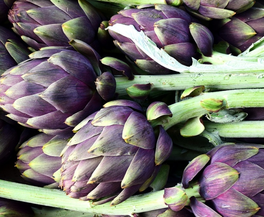 URLA ENGİNAR FESTİVALİ