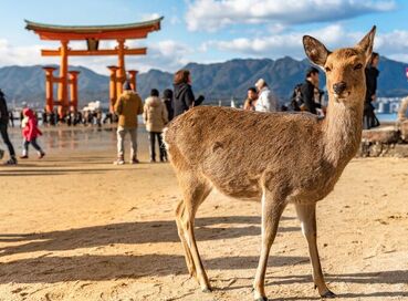 Elit Japonya Kore Turu THY ile 7 Gece Ekstra Turlar Dahil 15 Temmuz Dönemi