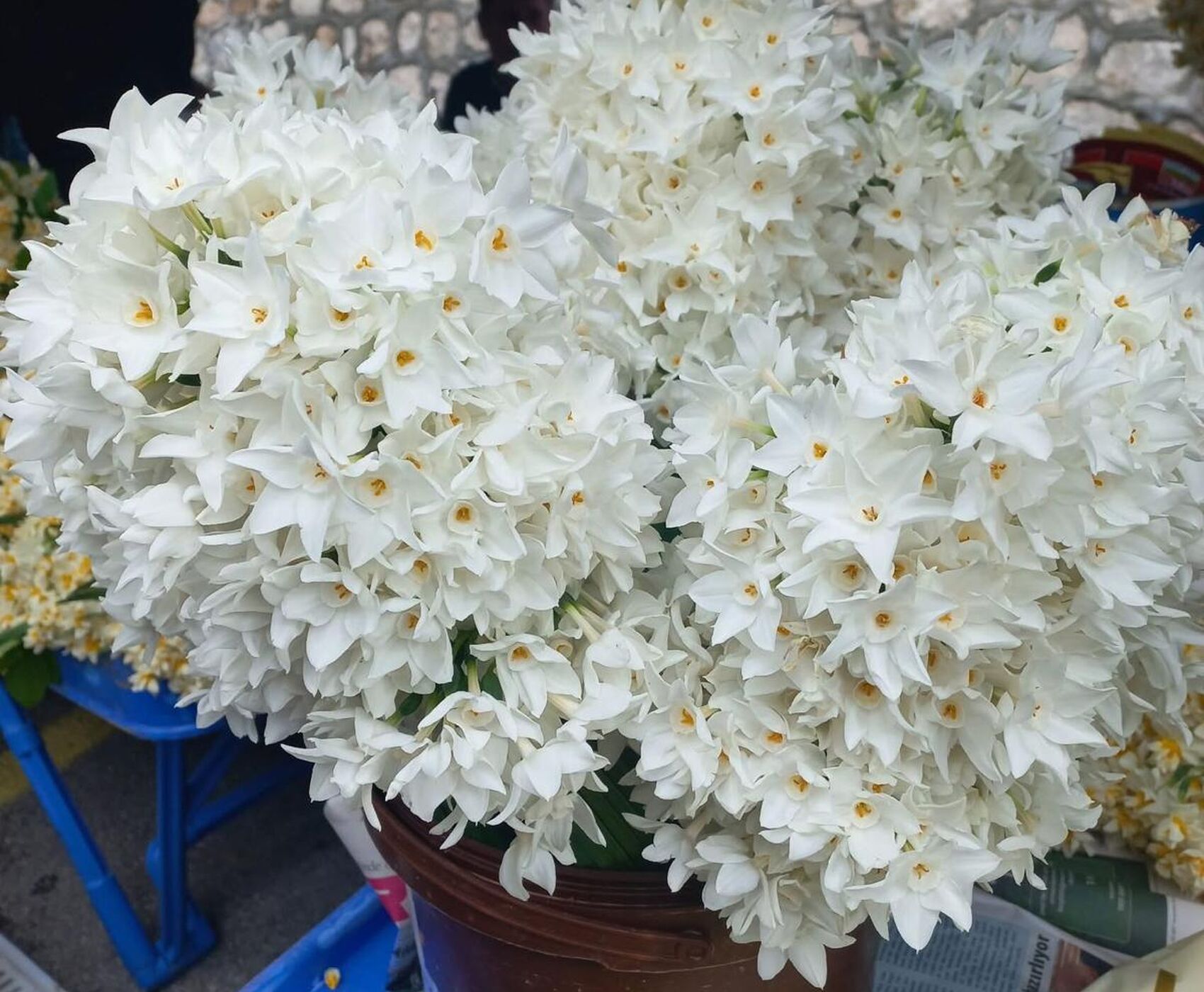 EGE'NİN EN RENKLİ KIŞ FESTİVALİ - NERGİS FESTİVALİ ROTASI