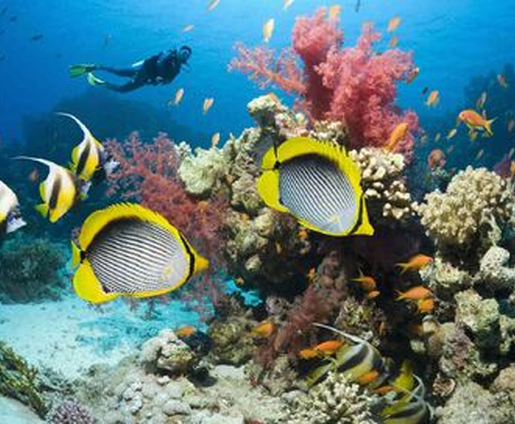 ANTALYADAN DİREKT UÇAKLI HERŞEY DAHİL KAHİRE & SHARM EL SHEİKH KIZILDENİZDEKİ CENNET AKVARYUM!!!!!!